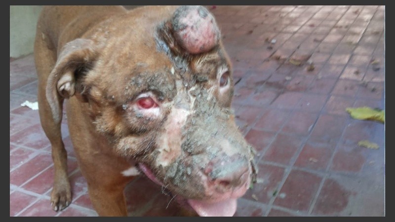 El pitbull quedó ciego por las quemaduras del ácido.