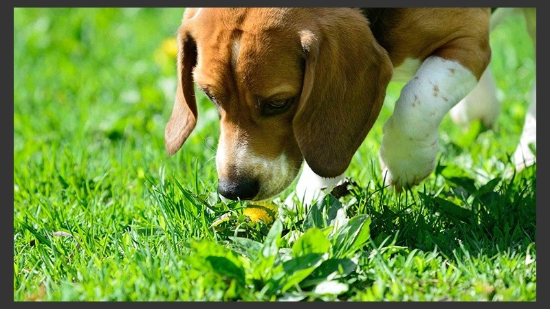 Los receptores olfativos de los perros son 10 mil veces más precisos que los humanos.