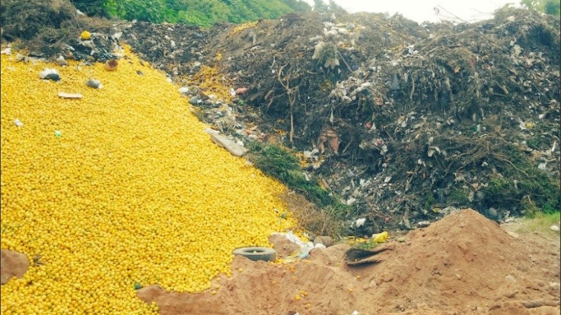 En algunas localidades se arrojaron los limones en terrenos baldíos.