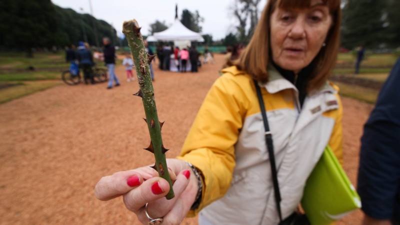 Una mujer muestra una rama entregada por el Municipio para poder plantar en su casa.