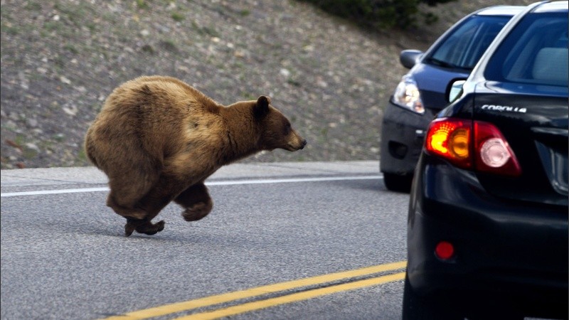 El oso se subió al auto con total naturalidad.