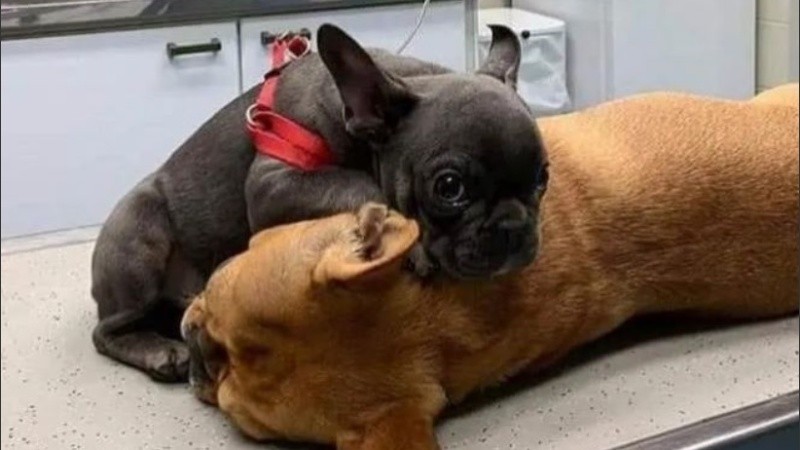 Un veterinario dejó que un cachorro cuide de su mamá recién operada.