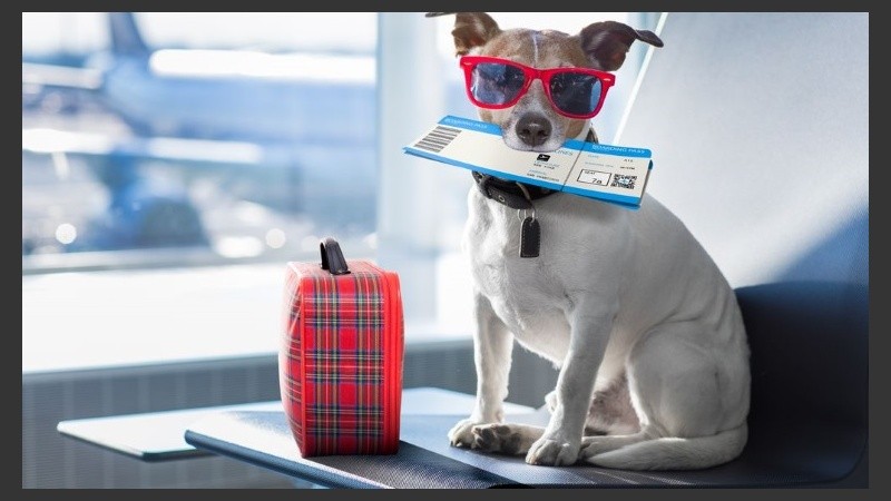 ¡Agarrá tus maletas, a tu mascota y viajá!