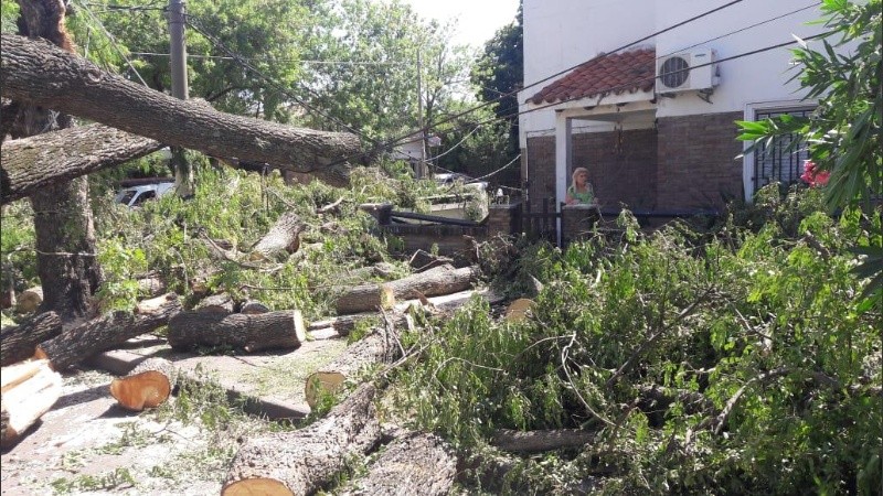 Una vecina quedó casi incomunicada por la caída de un enorme árbol frente a su casa. 