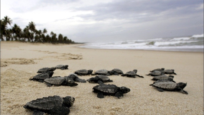 Las tortugas son importantes para el ecosistema.