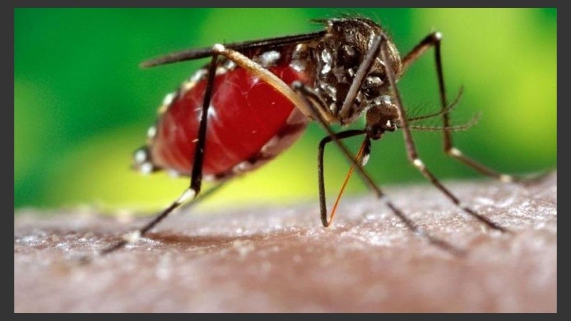 El dengue duplica la probabilidad de un bebé de nacer muerto o de morir durante el parto.