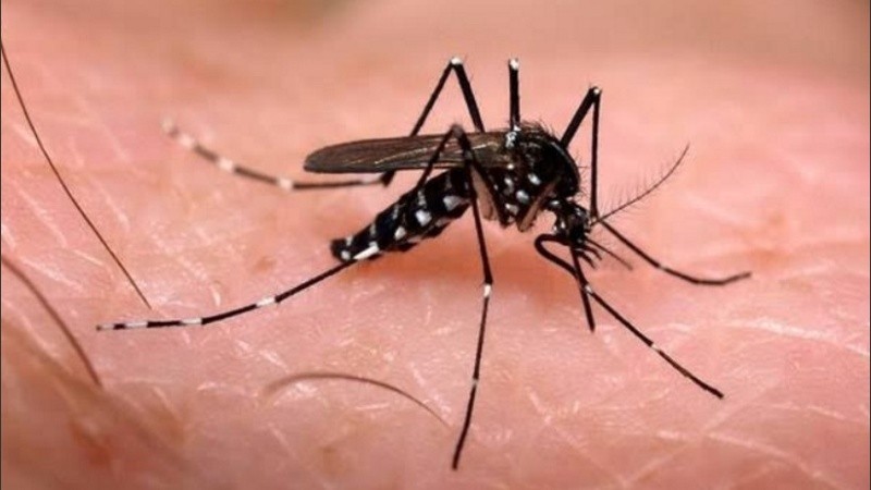 La enfermedad se transmite por el mosquito Aedes.