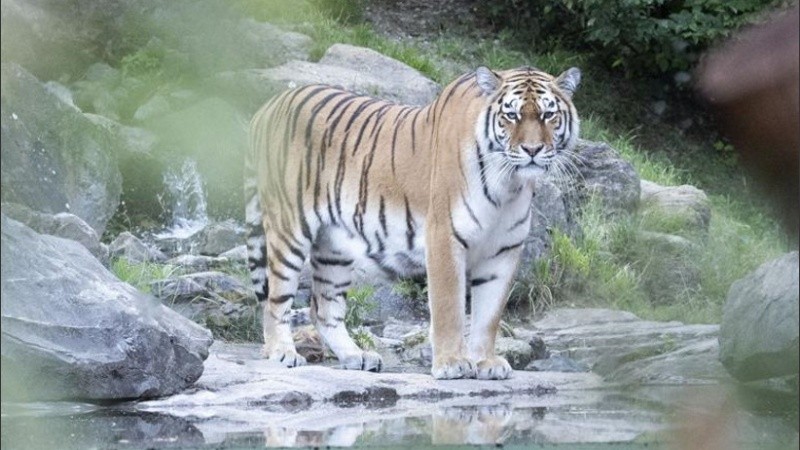 Uno de los tigres siberianos del parque zoológico de Zúrich.