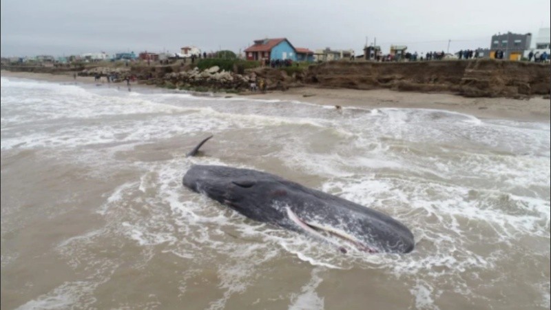 La ballena quedó varada en el límite con Camet Norte, a escasos kilómetros de Mar del Plata.