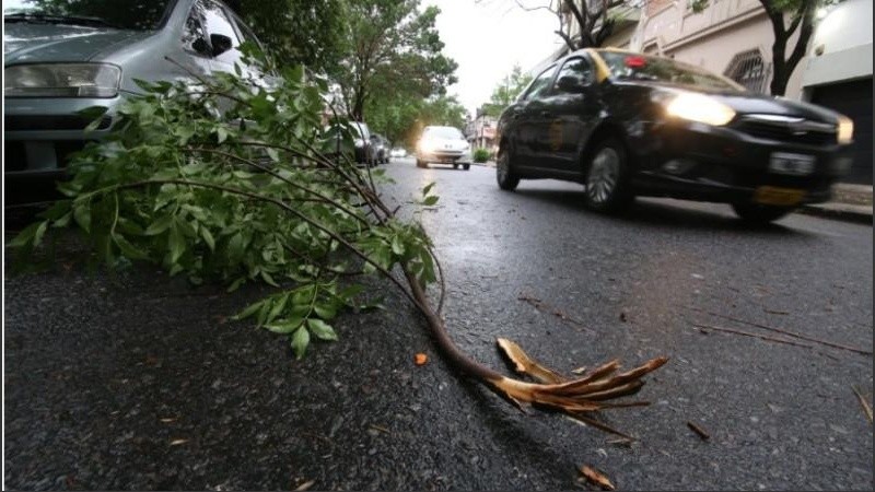 Hubo al menos 22 denuncias de árboles y ramas caídos en la ciudad.