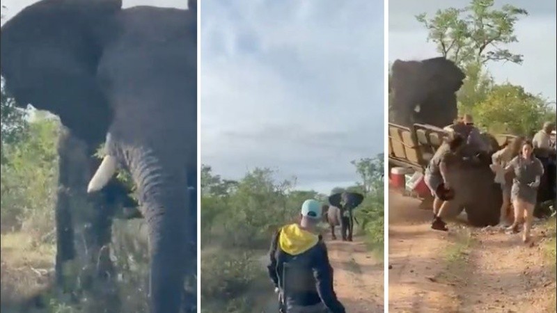 En el video se pueden ver dos elefantes deambulando hacia el vehículo.