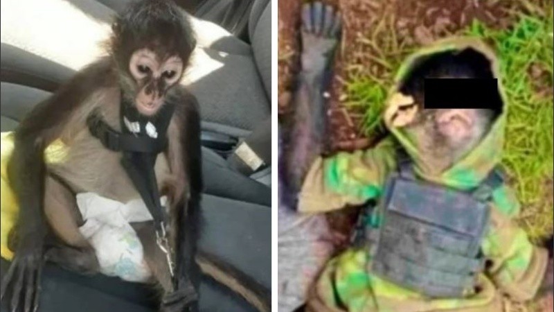 El mono ataviado de narco fue encontrado sin vida sobre el pecho de su amo.