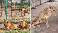 La nueva vida de los leones que morían de hambre en un zoológico de Sudán: conviven con otros animales en una reserva