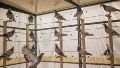Cómo es el entrenamiento de las palomas mensajeras que compiten en carreras de más de 1.000 kilómetros