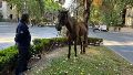 Un caballo suelto por Pichincha: los videos y el recorrido del equino hasta bulevar Oroño