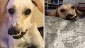 Videos: el perro rescatado que es una estrella en TikTok e inspiró un libro