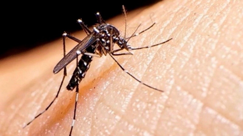 El dengue es una infección viral que se transmite por la picadura del mosquito Aedes aegypti.