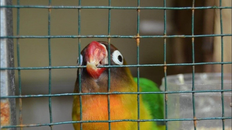 Roban al menos 17 monos en peligro de extinción desde zoológico francés