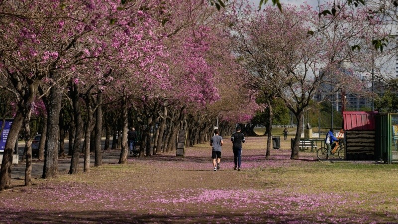 La temporada de Lapachos florecidos embellecen cada rincón de la ciudad.