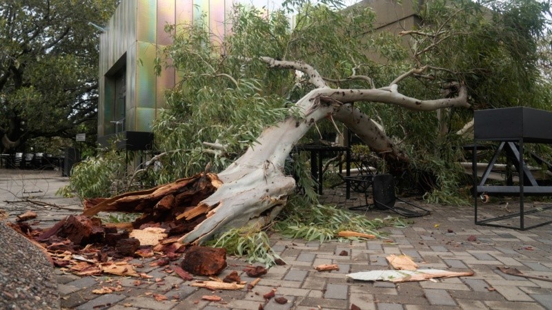 Una rama de gran porte cayó sobre las mesas del bar ubicado en el Parque Independencia.