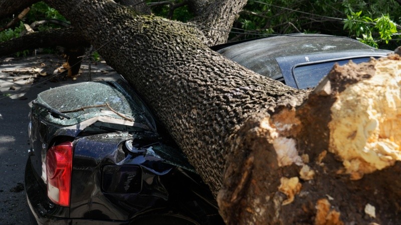 Un árbol cayó sobre un auto estacionado en Junín al 1300.