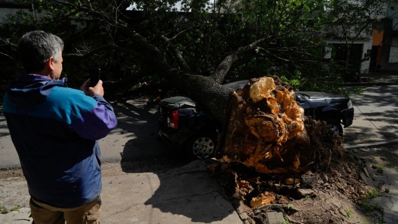 Un árbol cayó sobre un auto estacionado en Junín al 1300.