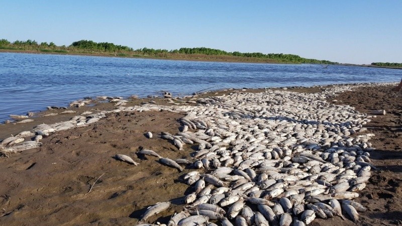 Los peces muertos aparecieron a lo largo de 14 kilómetros de las costas del embalse de Río Hondo.