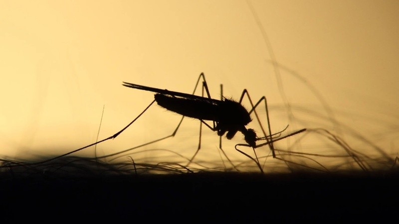 La presencia de mosquitos se incrementó notablemente durante las últimas semanas en Rosario.