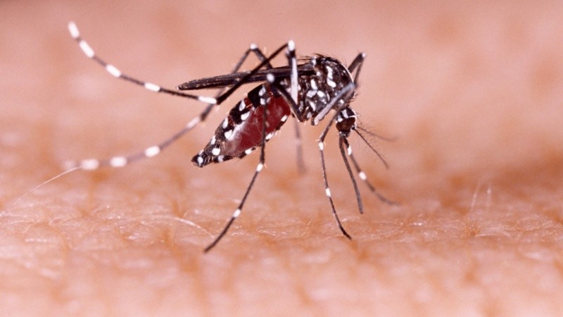 El mosquito pica, el Estado no parece tener una estrategia clara para combatir la enfermedad.