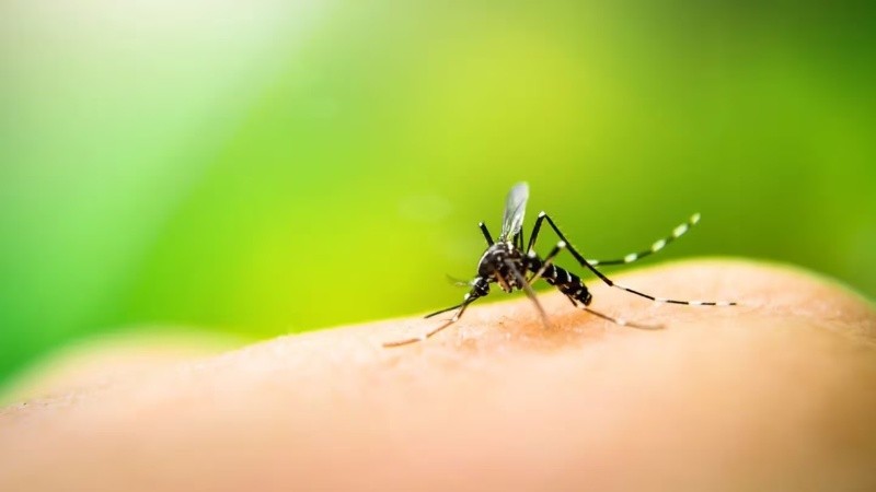 Los registros dan cuenta de que 163.419 de los casos de dengue diagnosticados se notificaron solo en lo que va del año.