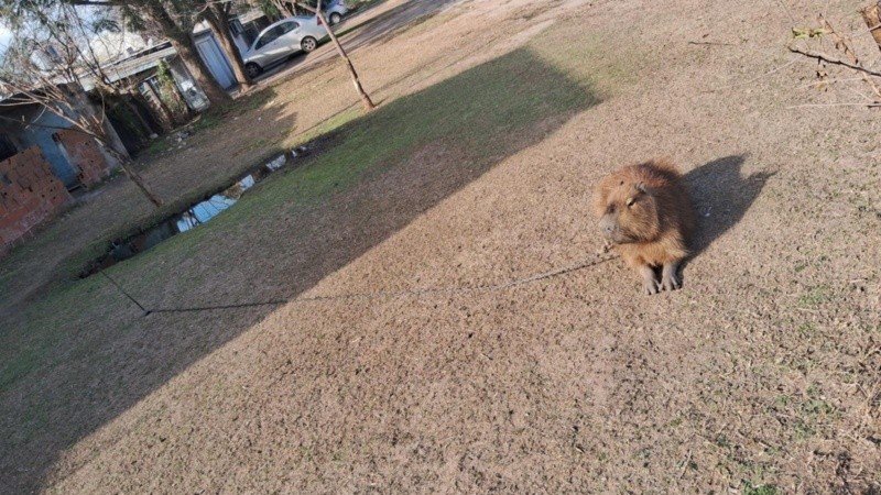 Así se encontraba el animal al momento de arribo de la brigada Ecológica.