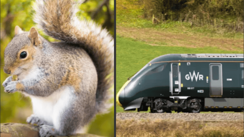 El personal pasó 30 minutos usando escobas para poder sacar a los animales del tren.