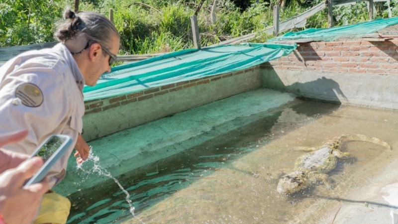 Yacarés autóctonos entre las especies que se trasladan.