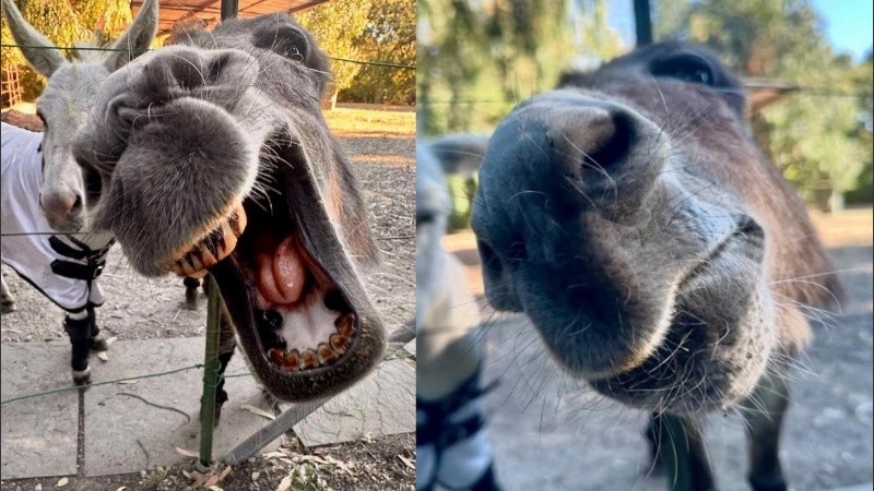 Perry, el burro que inspiró la creación del entrañable amigo de Shrek.