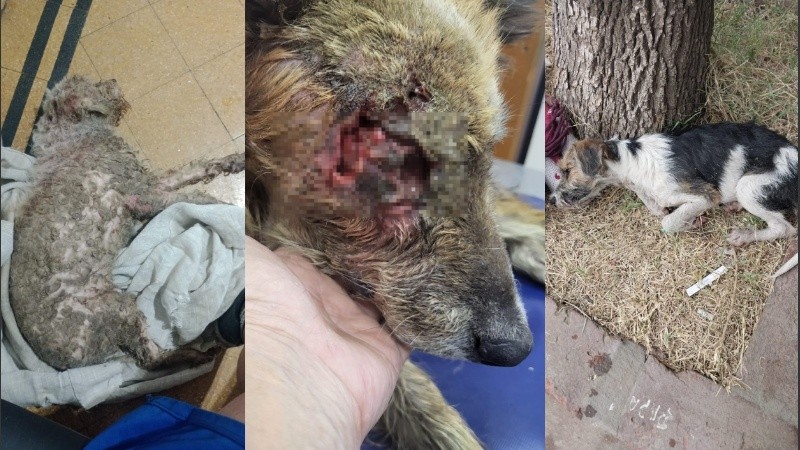 Tres nuevos casos de maltraro animal encendieron alarmas entre proteccionistas de Rosario.